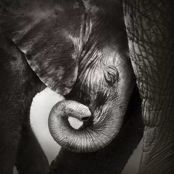 Baby Animals: Baby Elephant Seeking Comfort by Johan Swanepoel