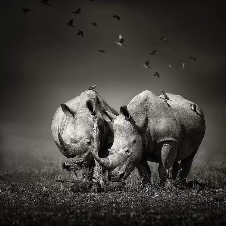 Two Rhinoceros With Birds In Black & White