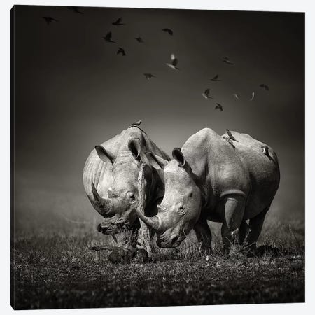 Two Rhinoceros With Birds In Black & White Canvas Print #JSW43} by Johan Swanepoel Canvas Art