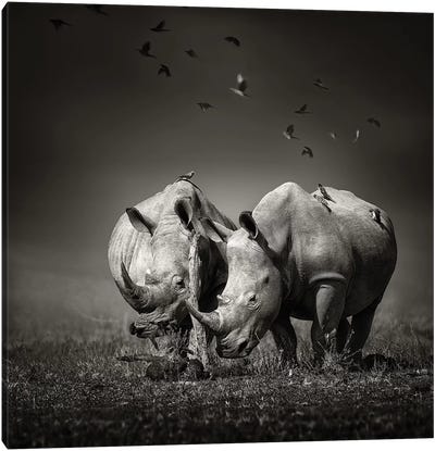 Two Rhinoceros With Birds In Black & White Canvas Art Print - Rhinoceros Art