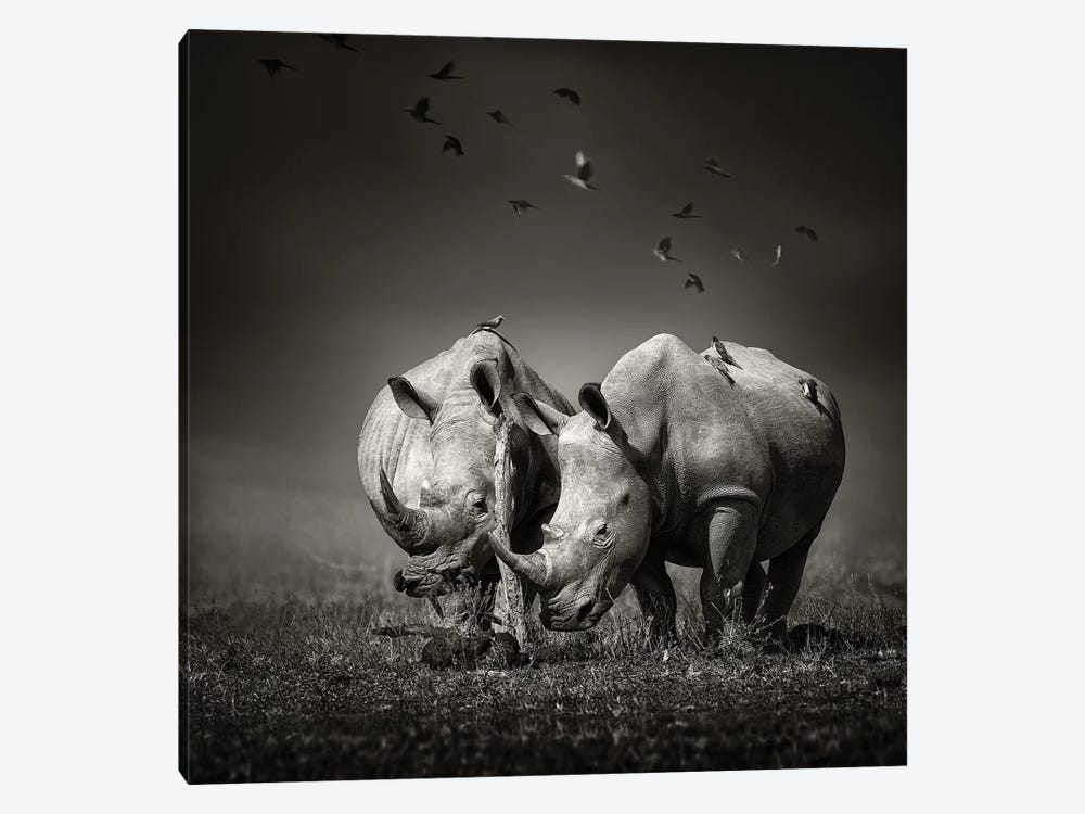 Two Rhinoceros With Birds In Black & White by Johan Swanepoel 1-piece Canvas Artwork