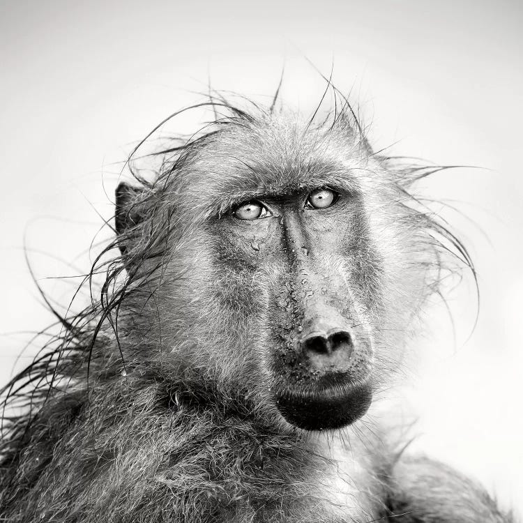 Wet Baboon Portrait by Johan Swanepoel wall art