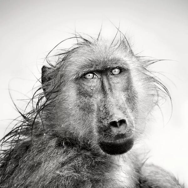 Wet Baboon Portrait