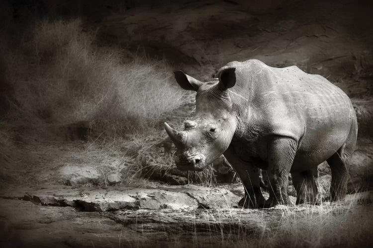 White Rhinoceros