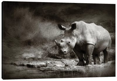 White Rhinoceros Canvas Art Print - Rhinoceros Art