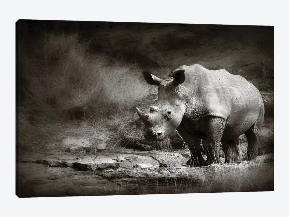 White Rhinoceros by Johan Swanepoel 1-piece Canvas Artwork