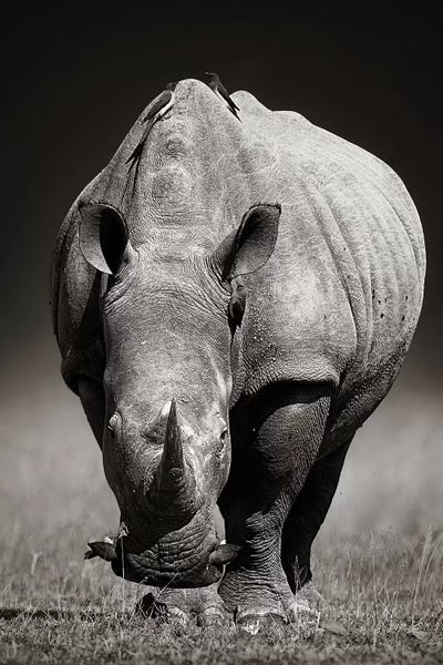 White Rhinoceros In Due-Tone by Johan Swanepoel art print