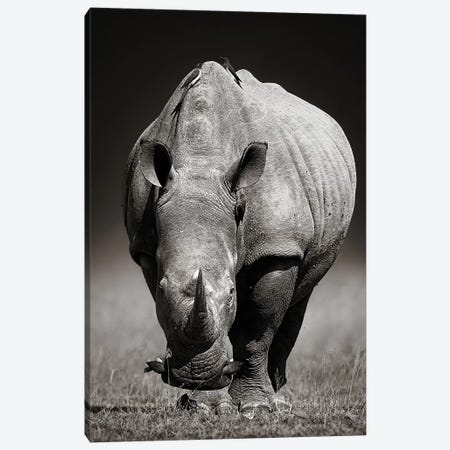 Two Rhinoceros With Birds In Black & Whi - Art Print | Johan Swanepoel