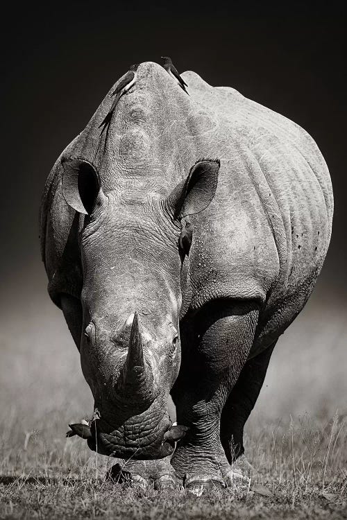 White Rhinoceros In Due-Tone