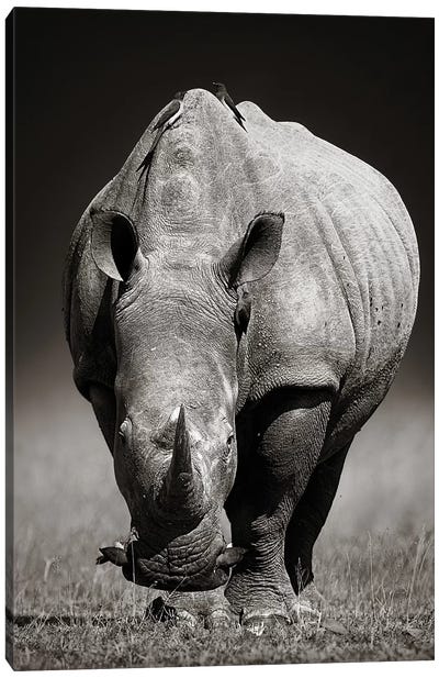 White Rhinoceros In Due-Tone Canvas Art Print - Rhinoceros Art