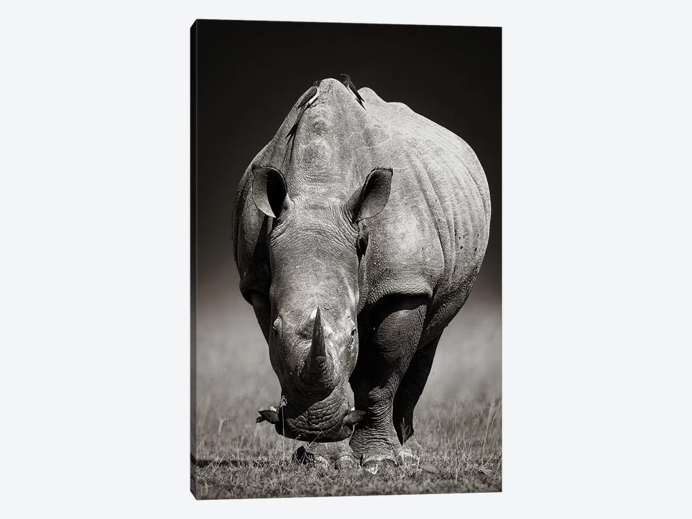 White Rhinoceros In Due-Tone by Johan Swanepoel 1-piece Canvas Print