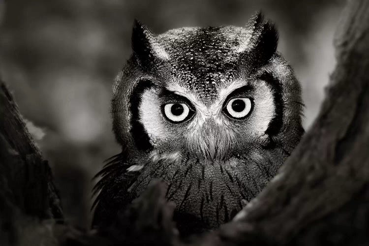 Whitefaced Owl