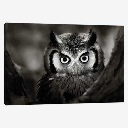 Whitefaced Owl Canvas Print #JSW47} by Johan Swanepoel Art Print