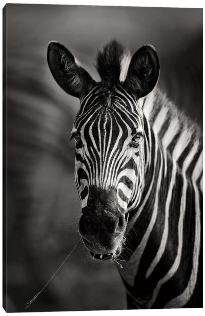 Zebra Portrait Close-Up Canvas Art Print - Zebra Art