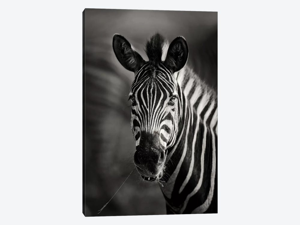 Zebra Portrait Close-Up by Johan Swanepoel 1-piece Art Print