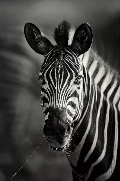 Zebras: Zebra Portrait Close-Up by Johan Swanepoel