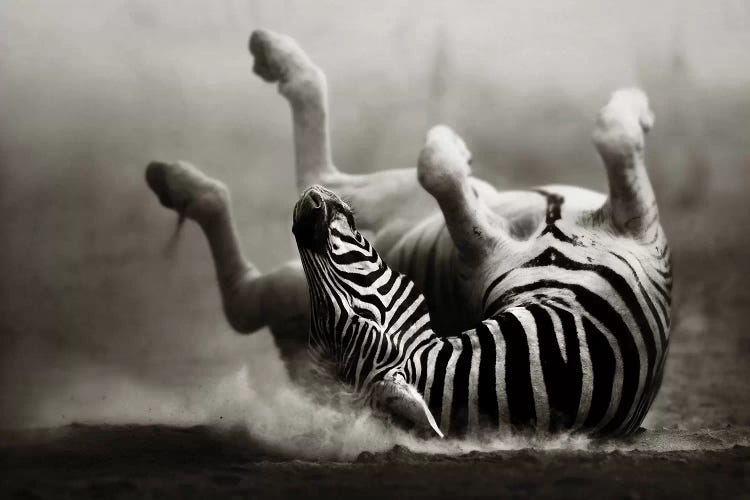 Zebras Rolling In The Dust