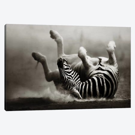 Zebras Rolling In The Dust Canvas Print #JSW49} by Johan Swanepoel Canvas Art