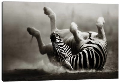 Zebras Rolling In The Dust Canvas Art Print - Photogenic Animals