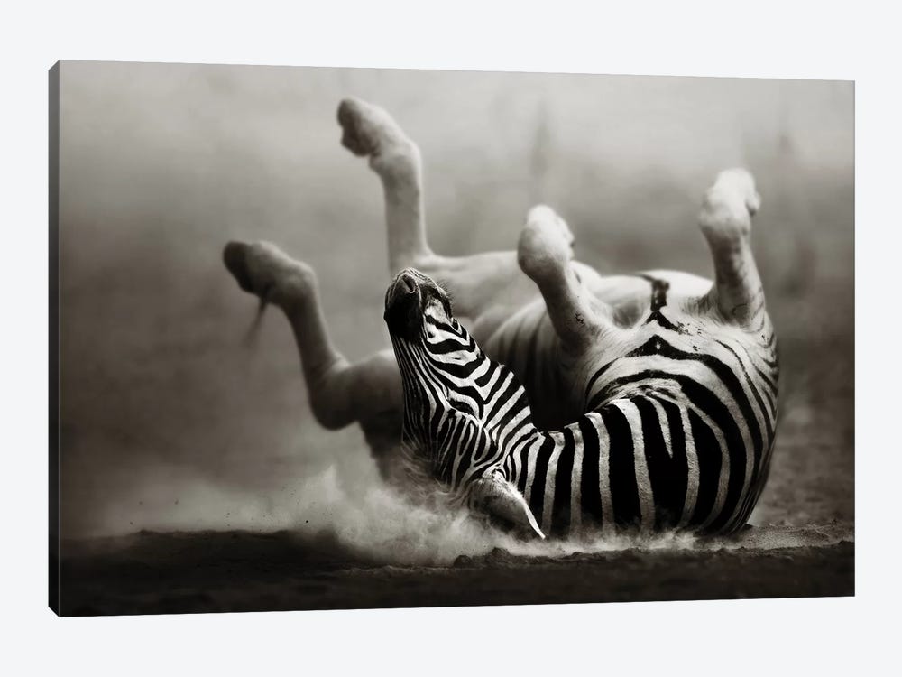 Zebras Rolling In The Dust by Johan Swanepoel 1-piece Canvas Artwork