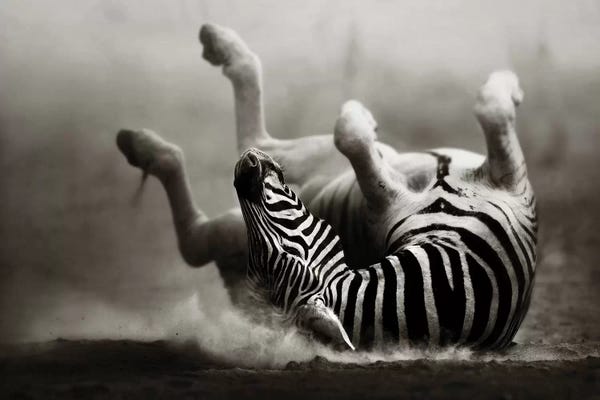 Photogenic Animals: Zebras Rolling In The Dust by Johan Swanepoel