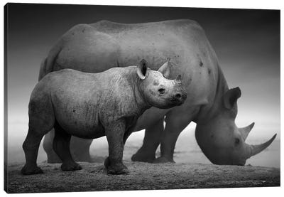 Black Rhino Calf And Cow Canvas Art Print - Wildlife Conservation Art