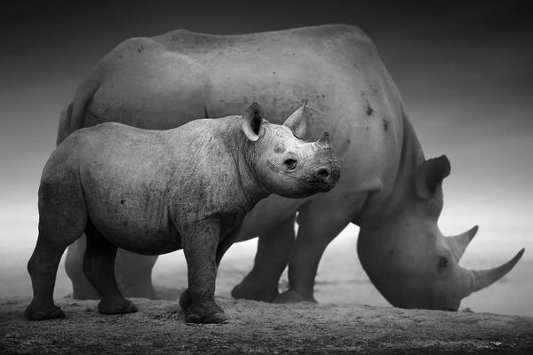 Rhinoceroses: Black Rhino Calf And Cow by Johan Swanepoel