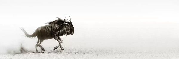Antelopes: Blue Wildebeast In Desert by Johan Swanepoel
