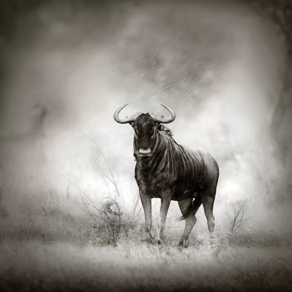 Antelopes: Blue Wildebeast In Rainstorm by Johan Swanepoel