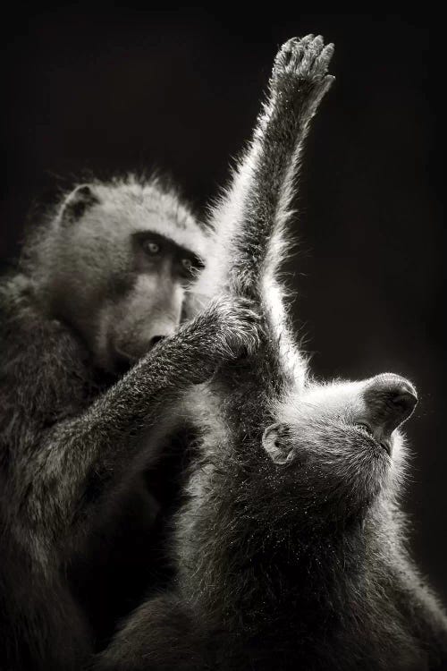 Chacma Baboons Grooming