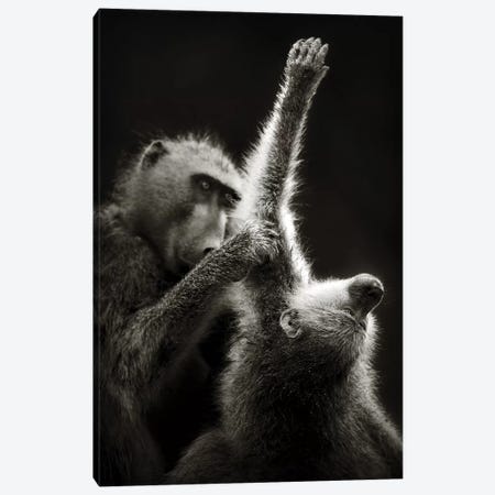 Chacma Baboons Grooming Canvas Print #JSW8} by Johan Swanepoel Canvas Artwork