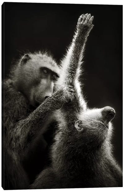Chacma Baboons Grooming Canvas Art Print - Johan Swanepoel