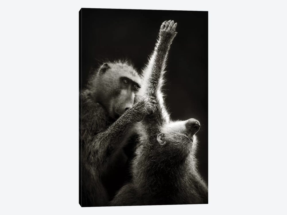 Chacma Baboons Grooming by Johan Swanepoel 1-piece Canvas Art