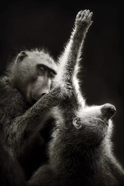 Primates: Chacma Baboons Grooming by Johan Swanepoel