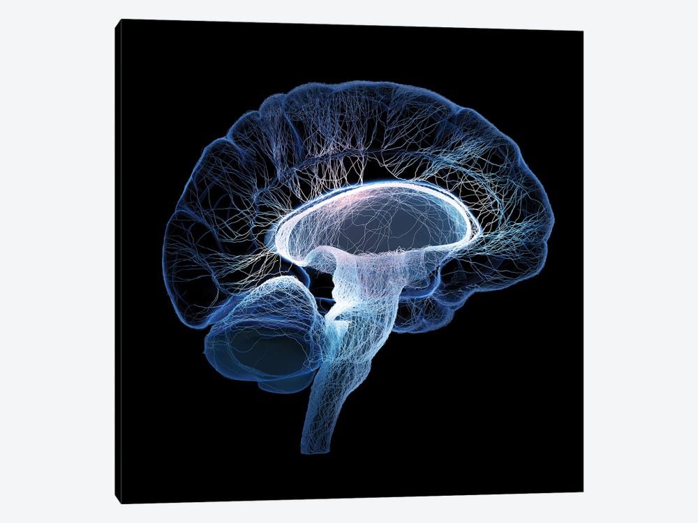 Human Brain Illustrated With Interconnected Small Nerves by Johan Swanepoel 1-piece Canvas Wall Art