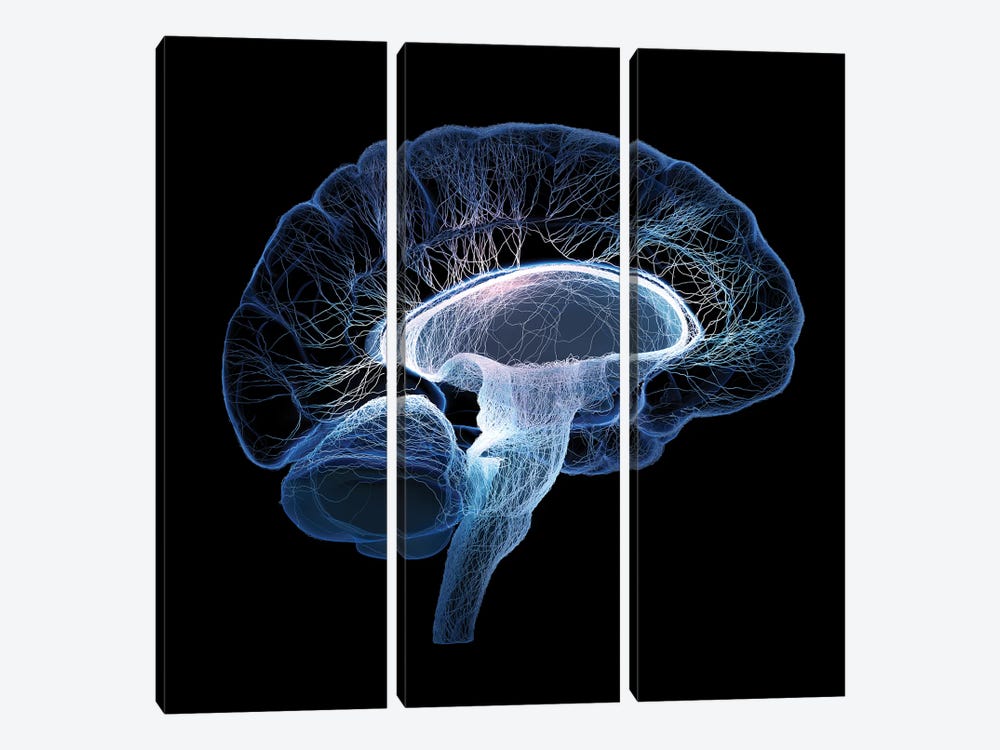 Human Brain Illustrated With Interconnected Small Nerves by Johan Swanepoel 3-piece Canvas Artwork
