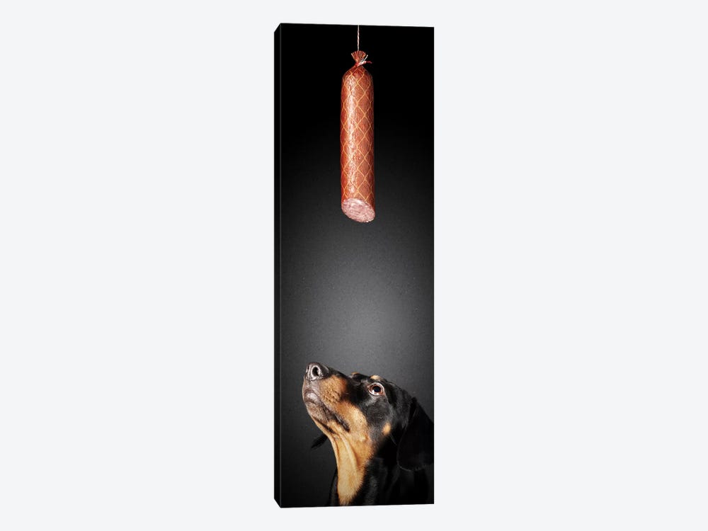 Dachshund Looking Up At Salami by Johan Swanepoel 1-piece Canvas Print