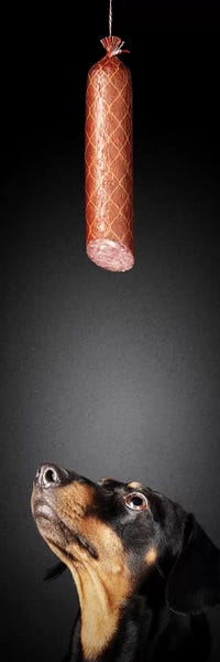 Meats: Dachshund Looking Up At Salami by Johan Swanepoel