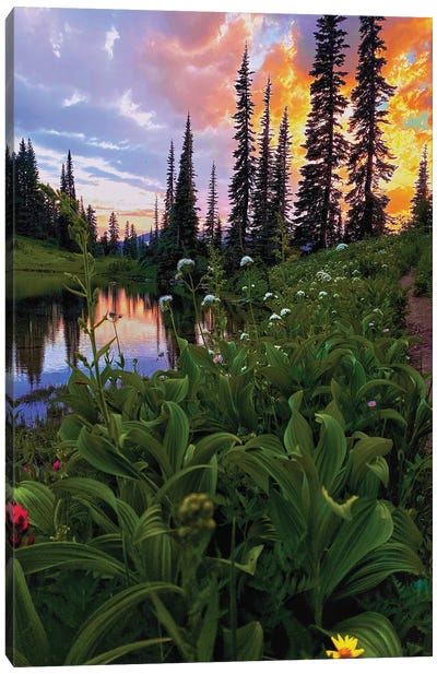 Spring Has Sprung, Mount Rainier NP Canvas Art Print - Cascade Range