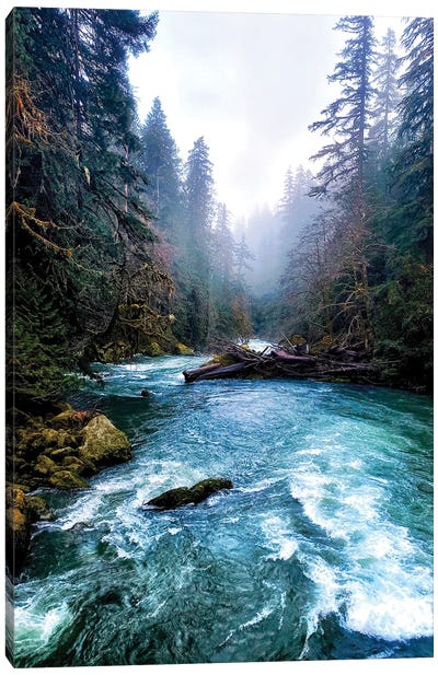 Down The River - Olympic NP Canvas Art Print - Olympic National Park Art