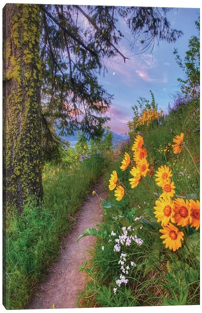 Mountain Wildflowers - Leavenworth, Washington Canvas Art Print - Jitabebe