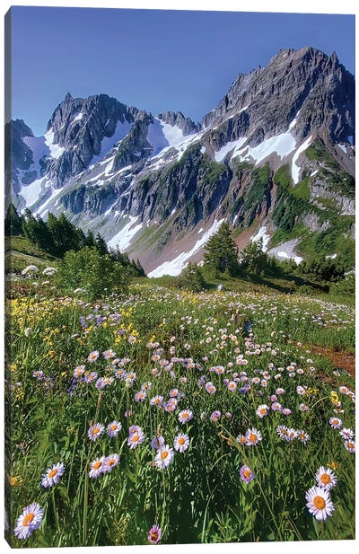 A Summer Bloom - North Cascade NP Canvas Art Print - Jitabebe