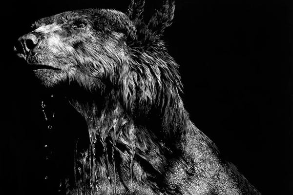 Black Bears: Ursa Major by Julie T. Chapman