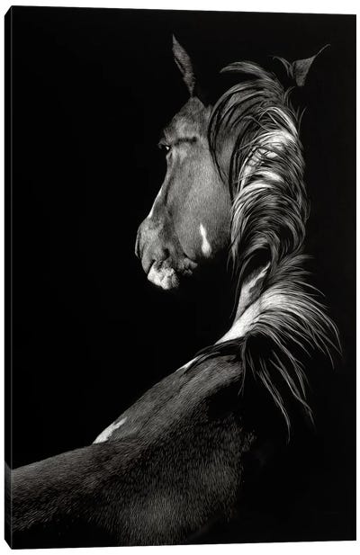 Sunstruck Canvas Art Print - Black & White Animal Art