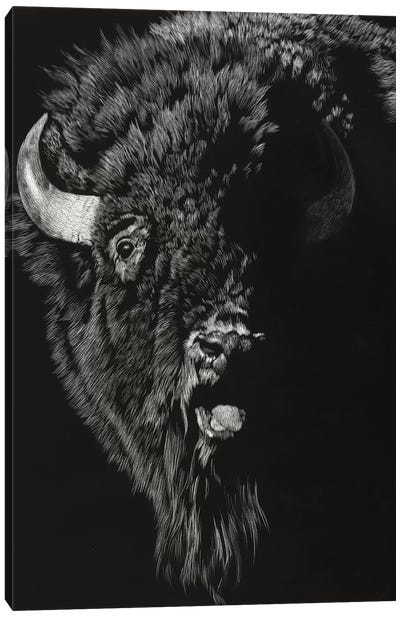 Wild Scratchboard IV Canvas Art Print - Bison & Buffalo Art