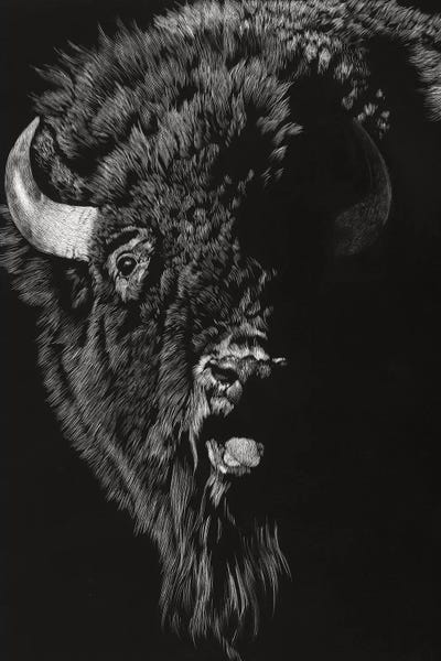 Bison & Buffaloes: Wild Scratchboard IV by Julie T. Chapman