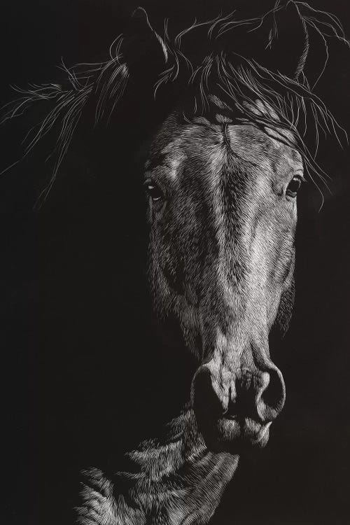 Wild Scratchboard VI