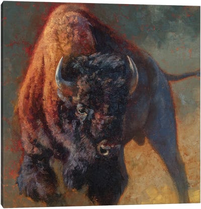 Full of Snort Canvas Art Print - Bison & Buffalo Art