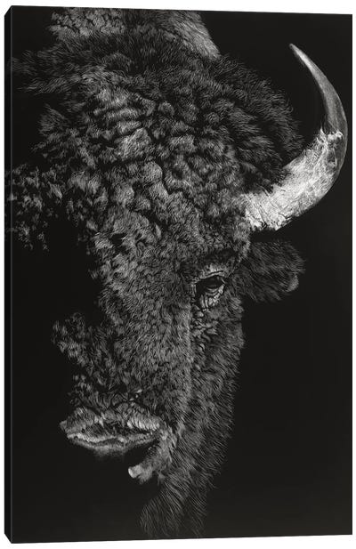 Black Glimpse I Canvas Art Print - Black & White Animal Art