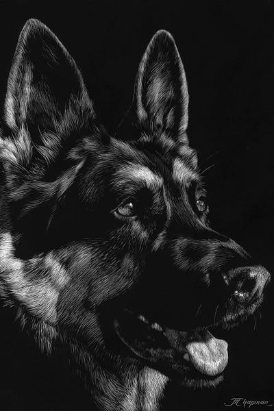 German Shepherds: Canine Scratchboard I by Julie T. Chapman